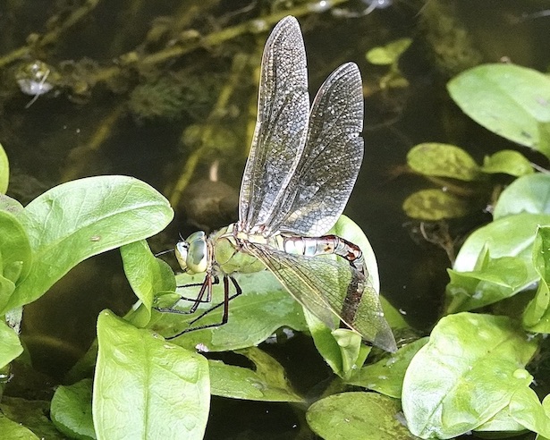 emperor